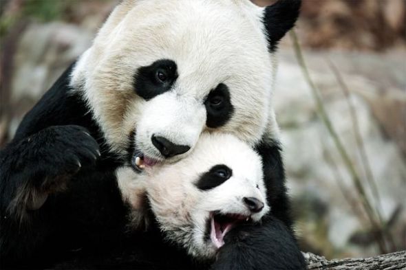 大熊猫妈妈:只生不养(图片来源:Michael Nichols, National Geographic) 大熊猫妈妈:只生不养(图片来源:Michael Nichols, National Geographic)