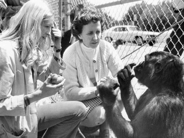 猿类懂得使用语言(图片来源:Bettmann/Corbis) 猿类懂得使用语言(图片来源:Bettmann/Corbis)