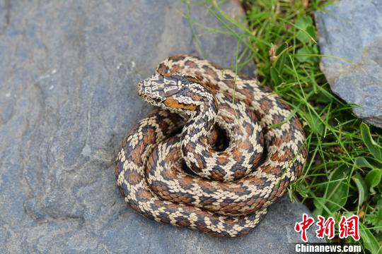 香港内部信封料一码