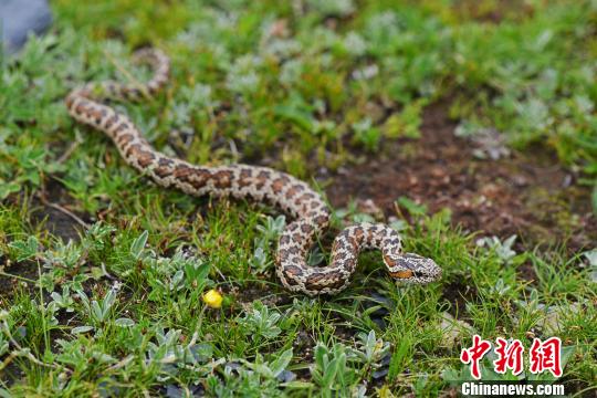 香港内部信封料一码