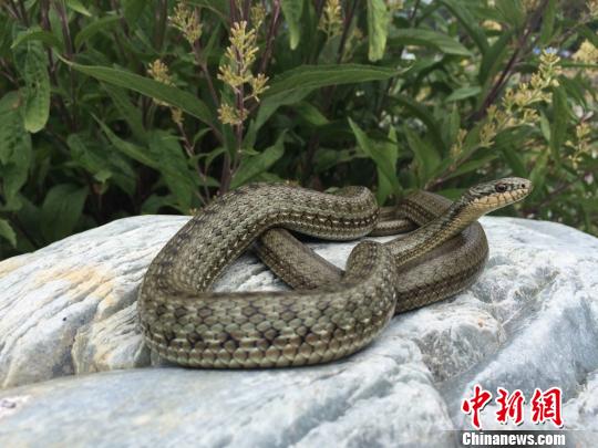香港内部信封料一码