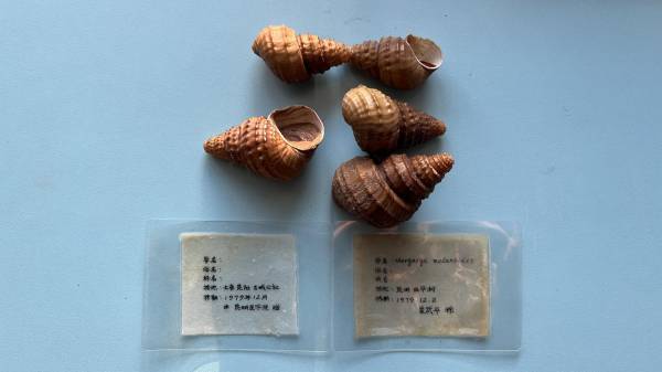 香港内部信封料一码