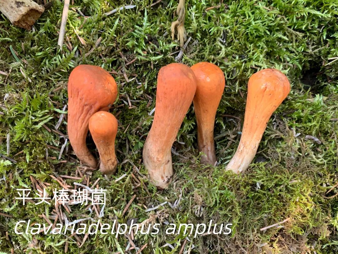 香港内部信封料一码
