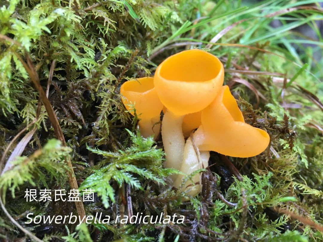 香港内部信封料一码