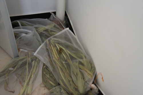 香港内部信封料一码
