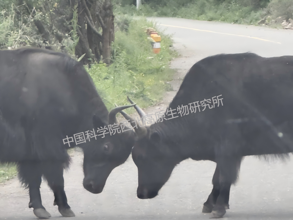 香港内部信封料一码