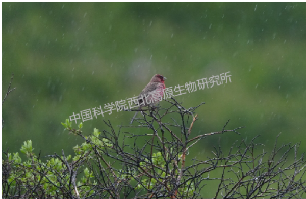 香港内部信封料一码